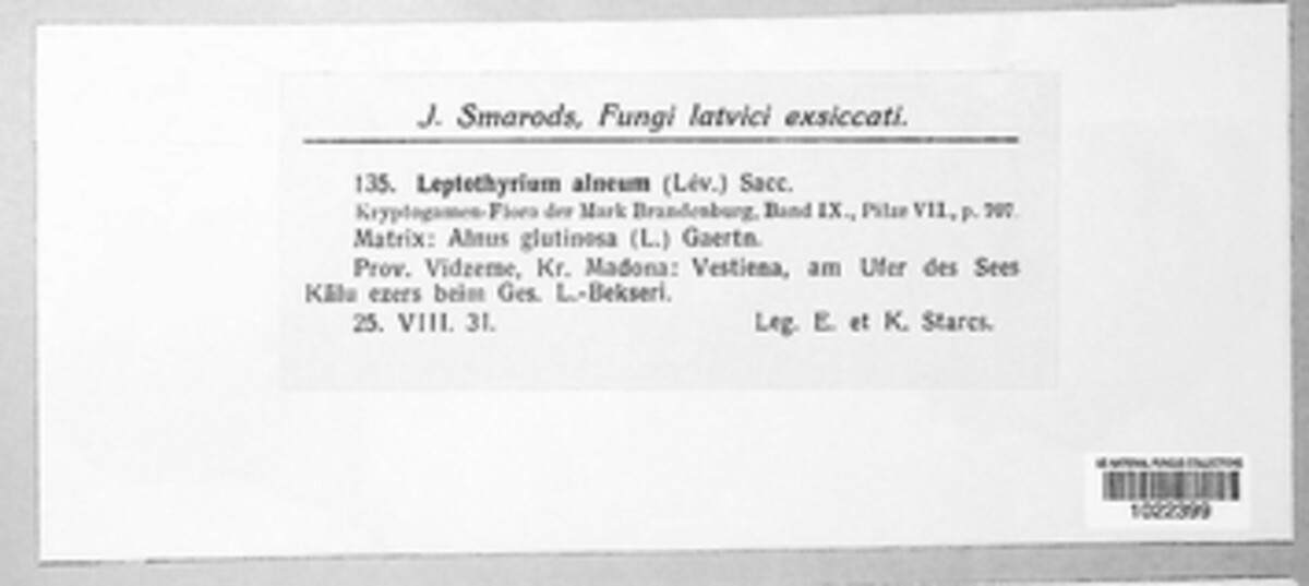 Leptothyrium alneum image